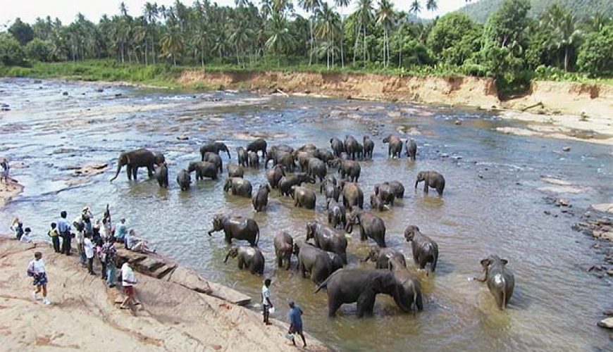 Sri Lanka Tour Package with Wildlife